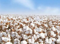 棉花市场分析 | 棉花消费下降是个危险的信号